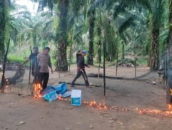Polsek wotu-Burau bersama personil sapu bersih arena judi sabung ayam ditengah kebun sawit, respon dan gerak cepat laporan warga burau
