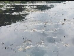 Kebocoran Pipa Minyak PT Vale Ancam Lahan Tani Lioka Tak Produktif Puluhan Tahun